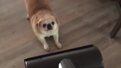 Pug Puppy Absolutely Loves To Get Herself Vacuumed