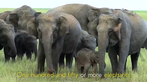 The Great Gathering in elephants in Sri Lanka- different video