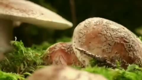 The magic of nature in a few seconds