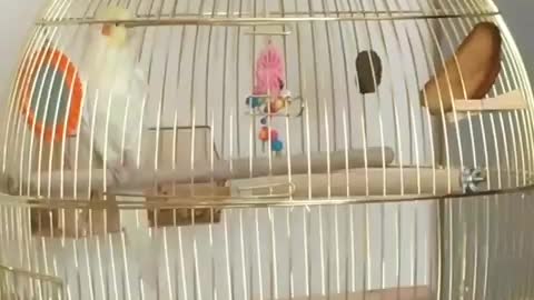 A musical parrot performs music with his voice