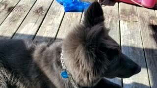 BlueBay Shepherd enjoying time on the dock