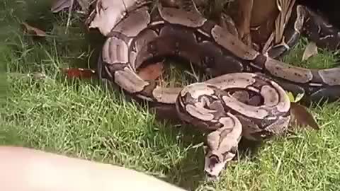 Man Bit by a Non-Venomous Snake