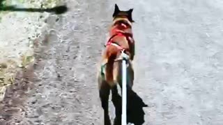 Dog Begs to go for a Run