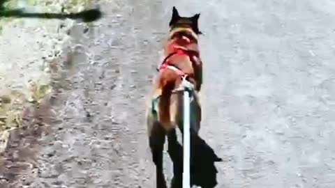 Dog Begs to go for a Run