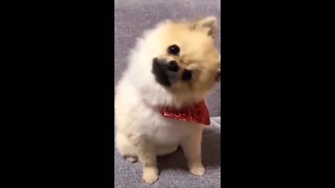 Cute Dog shook his head