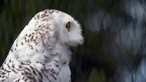 The owl with a close face.