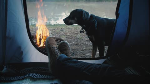 mixkit-person-inside-a-tent-with-dog