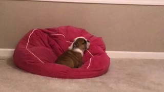 Exhausted Bulldog Puppy