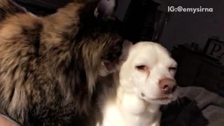 Brown cat licks white dog's ear on bed