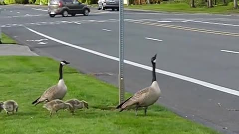 Goose family is crossing the street