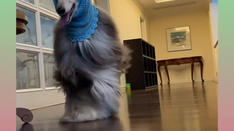 Funny and Cute Dog Video