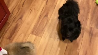 Play time for Pomeranian