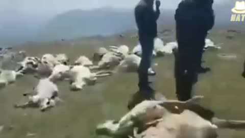 Now sheep found dead too. 🤔