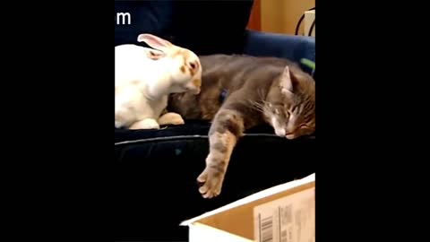 Rabbit and cat sleeping