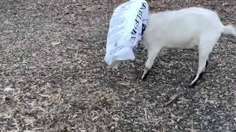 Goat Got Stuck While Snacking