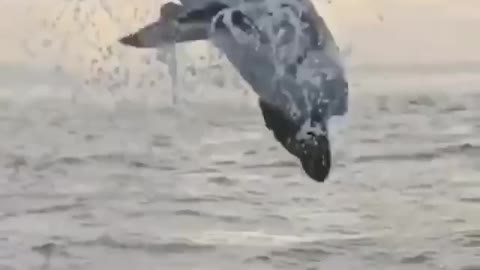 A record jump by a great white shark, also known as an ogre shark.
