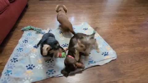 Adorable pack of dachshund puppies playing... What it's like having 4 mini dachshunds