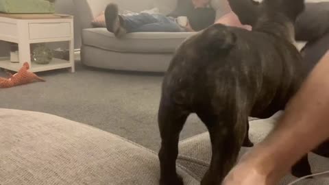 French bulldog puppy playfully attacking owners feet