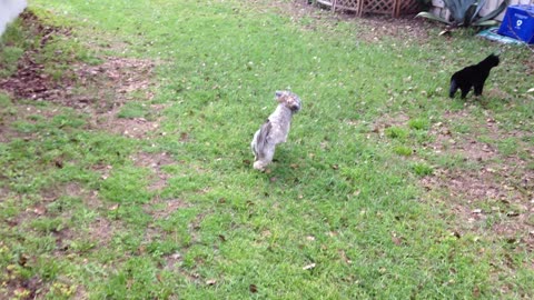 Pets explore; sweet 18yo Bombay With his new Shorkie puppy sister