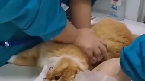Wish that doctor could save this cat