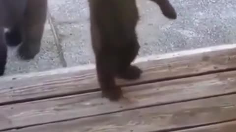 Confuse baby bear attemp to go inside the home.mp4