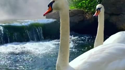 The white swan swam freely on the water, very comfortable