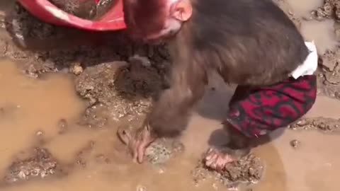 monkeys hunt frogs