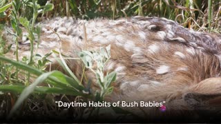 Bush Babies: The Nighttime Explorers of the Jungle