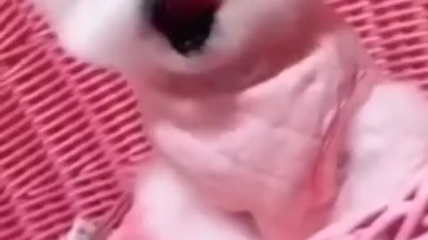 Cutest and funny baby Puppy reaction