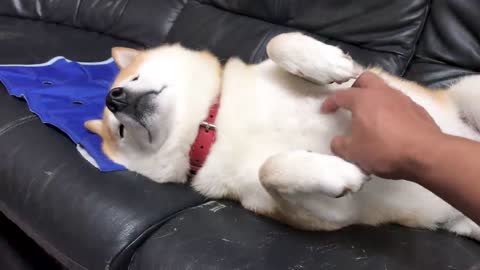 "This, this guy ... I'm going to sleep while being stroked ..!" Shiba Inu