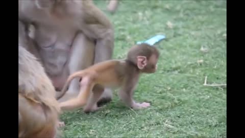 Baby Monkey Cutest Compilation