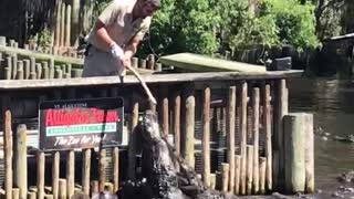 Very Hungry Alligators Being Fed At An Alligator Farm