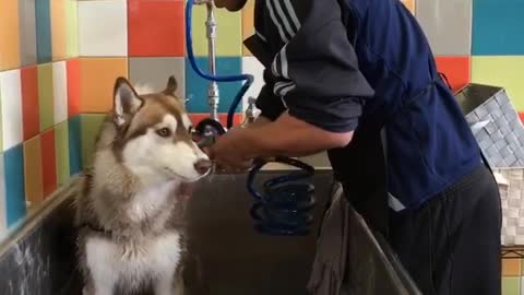 Large brown siberian husky dog groans and yells while getting a bath