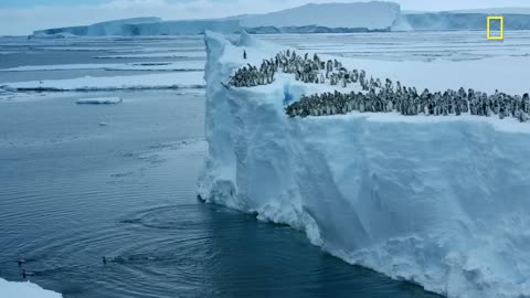 Emperor penguin chicks jump off a 50-foot cliff in An...FOR TV | Nat Geo