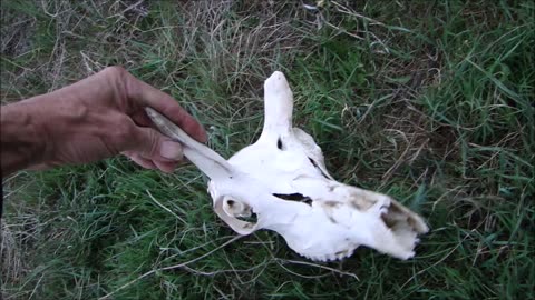 Down to Dry Bones - Pronghorn Kill Site