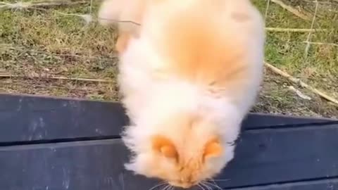 Funniest Cats Moments 😂 Funny Cats Video 😸 Comedy Cats and Dogs 🤣 Cats Complitation 😀 OMG Cats