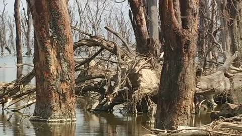 Growing population and deforestation threatens Lake Nakuru