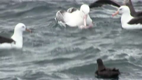 The Worlds Largest Sea Bird Royal Albatross