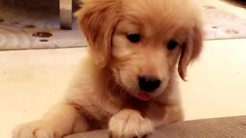 Puppy adorably wants favorite toy back