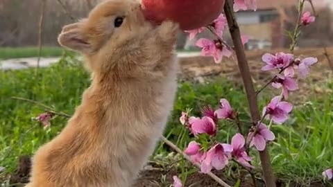 The little bunny is eating peaches.