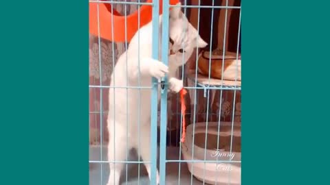Funny Cats ✪ Cute Cats Video to Make You Laugh 😀