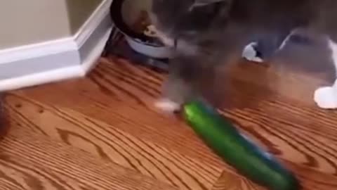 Funny Animals 🤣 Cats Scared of Cucumbers Best Compilation 😹, Try Not To LAUGH!!!