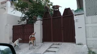 Dogs Vs Monkeys Competition