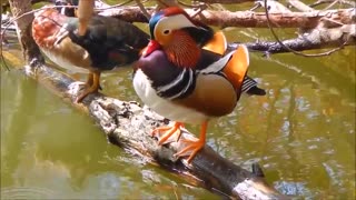 Old World Animal? The Mandarin Duck