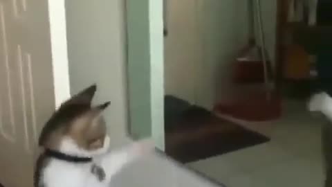Cute cat dancing in front of the mirror