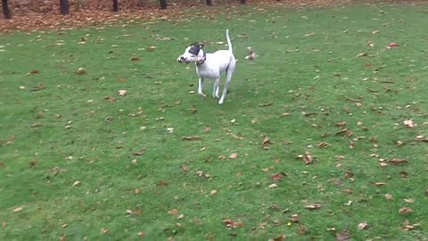 Evie Lurcher loving life.