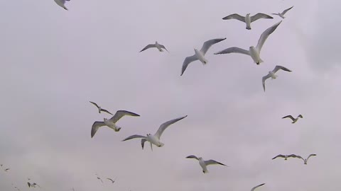 Birds Flying Video 08