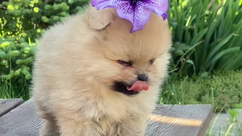 A very cute baby puppy is wearing a flower hat. Looking at you makes you smile:)