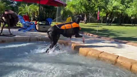 Great Dane puppy enjoys her first swim in the pool