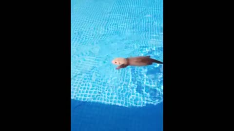 This baby ferret is a pro swimmer even at just 1 week old
